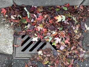 Fall leaves partially covering a storm drain.