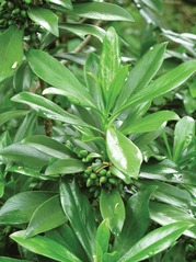 Close-up of the glossy green leaves and young green berries of spurge laurel.