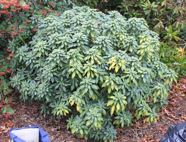 A large spurge laurel bush, lush with large, glossy leaves.