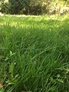 Green grass.