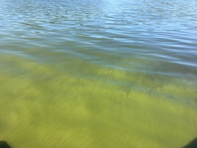 Green algae in lake water.