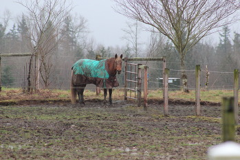 Horse standing in muddy pasture.