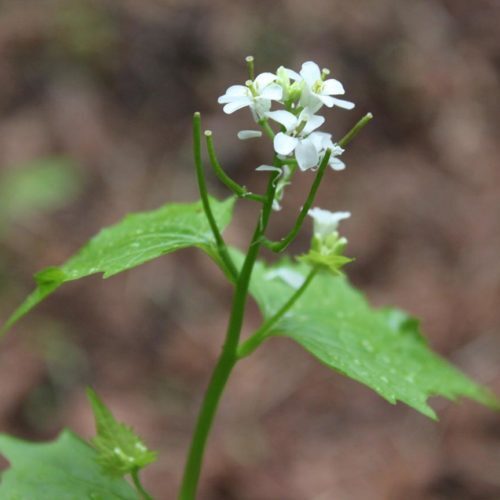 Tiny white garlic mustard flowers at the top of a stem.