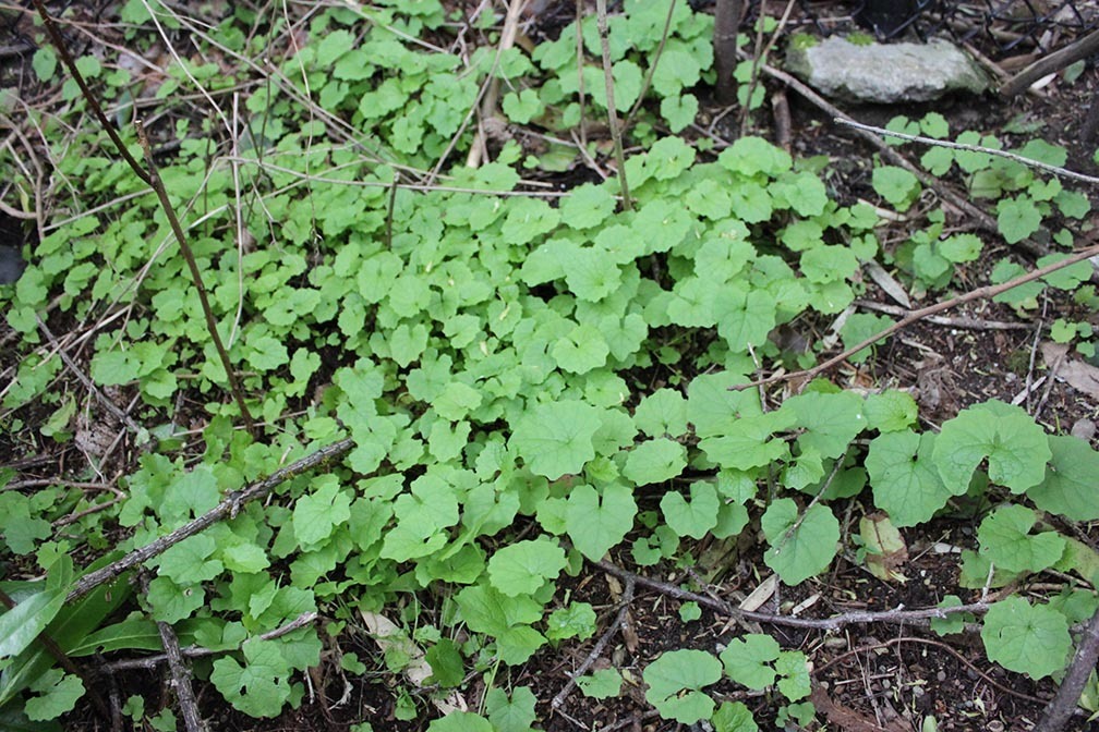 Green, kidney-shaped garlic mustard leaves growing close to the ground.