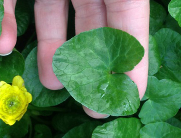 Dark green, kidney-shaped lesser celandine leaf.