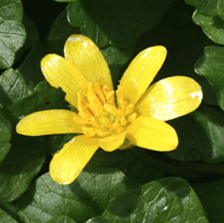 Lesser celandine flower with shiny yellow petals, surrounded by dark green leaves.