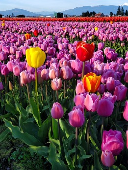 A field of purple tulips with a few red and yellow flowers among them.