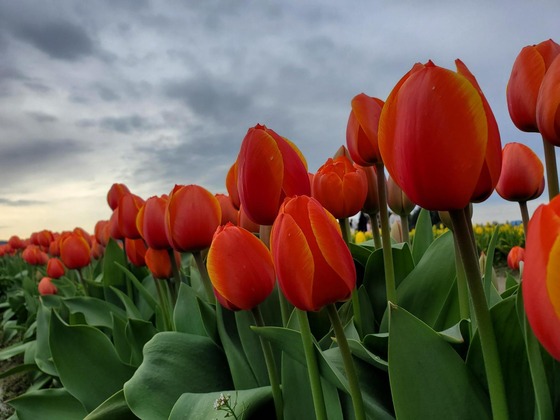 Red tulips as seen from below.
