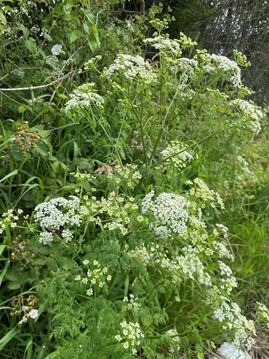 White poison hemlock flowers, tiny and clustered in an umbrella shaped flowerhead.