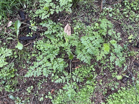 Poison hemlock rosette growing close to the ground with green, ferny leaves.