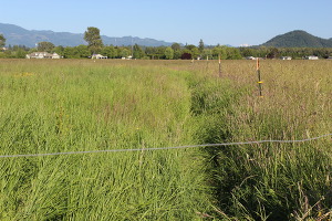 Long but even grass in a field.