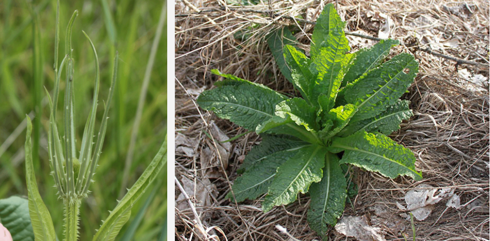The early green bracts of a common teasel flower head, and the ruffled green leaves of a common teasel rosette growing close to the ground.