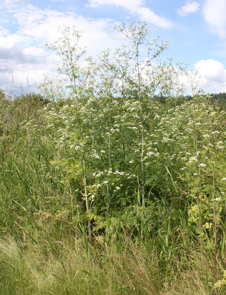 A tall poison hemlock plant in a pasture.
