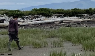 A person in mud boots walking towards a grassy salt marsh to survey for spartina.