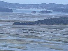 Shellfish beds in Samish Bay as seen from up high on Samish Overlook.