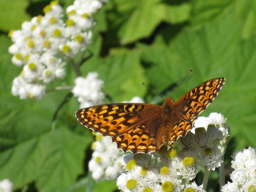 A small brown butterfly perched on white flowers with green leaves in the background.