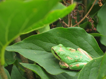 A green frog sitting in a green leaf.