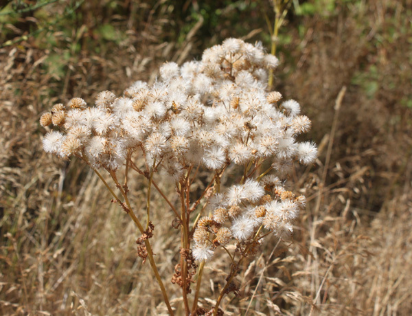 Tansy ragwort seedheads, which look like white and brown puffballs.
