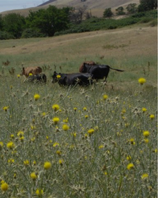 Cows in a weedy field.