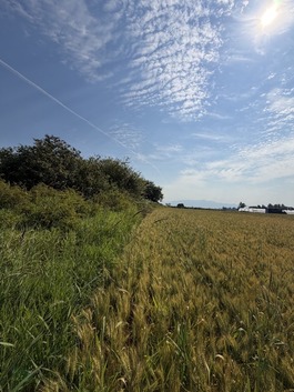 A field of wheat bordered by trees, shrubs, and grass.