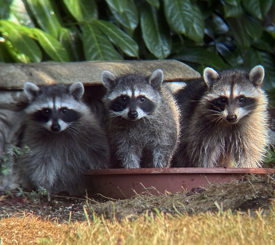 Three raccoons sitting in a planter in a backyard.