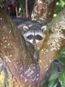 A raccoon perched in the branches of a tree.