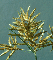 Yellow nutsedge flowers, which are spikey looking and yellow.