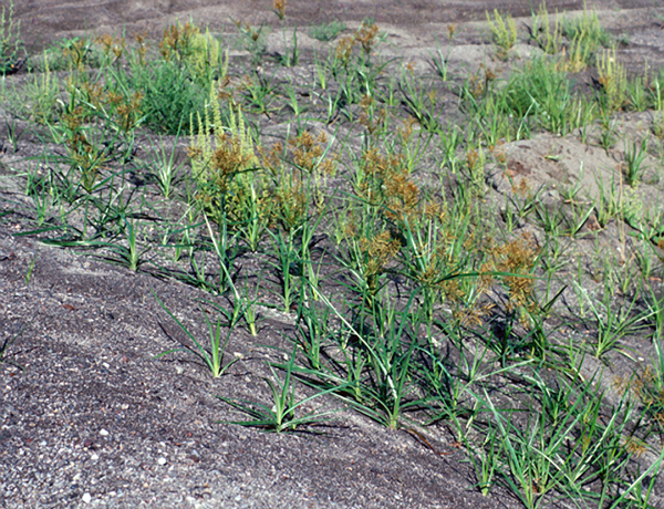 Patch of grassy looking yellow nutsedge.