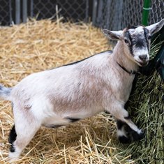 Evergreen Pygmy Goat Show