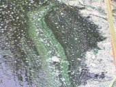 Toxic Algae Scum 1