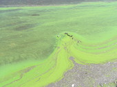 Toxic Algae Scum 3