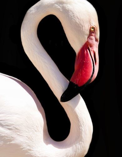 Kiah Helms photo of flamingo