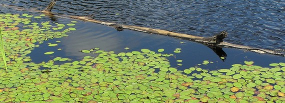 Lakes_aquatic_Plants2