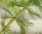 Milfoil has feathery leaves