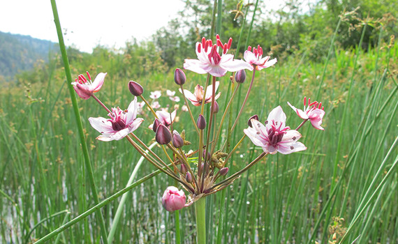 Lakes_Flowering_rush_DeptofEcology