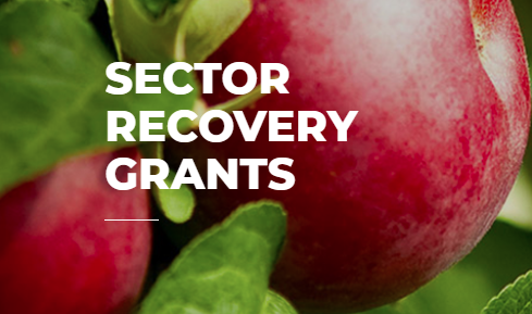 Red apples and leaves with "Sector Recovery Grant" in written white