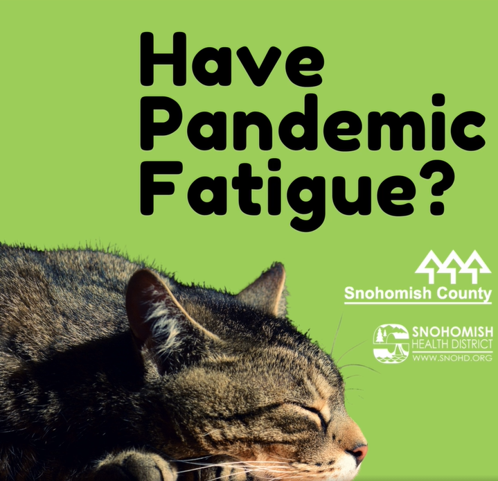 Pandemic fatigue cat