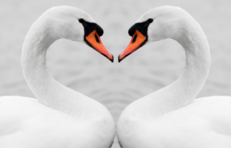 Two swans in profile