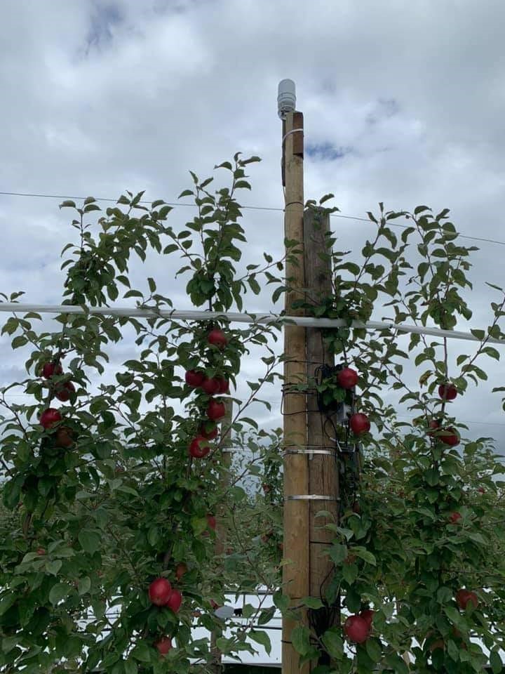 Photo of 5G Resiliency Project equipment on apple tree