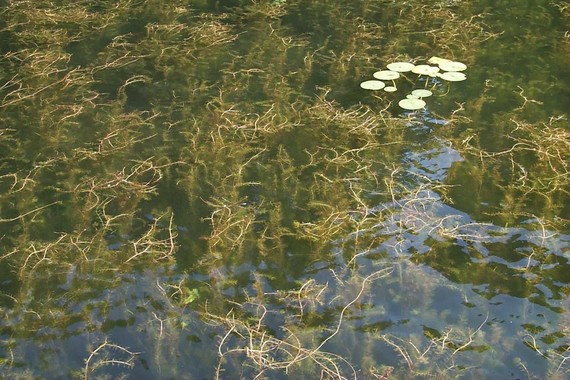 Eurasian Watermilfoil is an Invasive Aquatic Plant