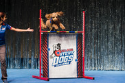 A dog jumps over an All-Star Stunt Dogs Challenge Sign
