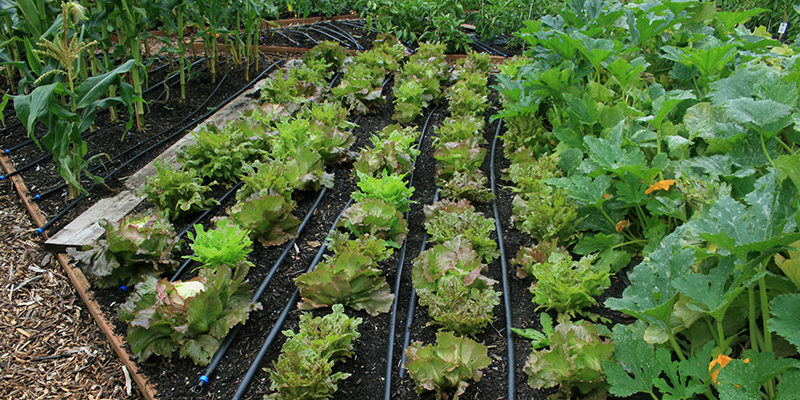 Grow Groceries