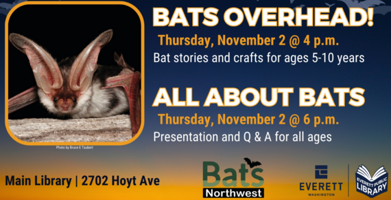 All About Bats