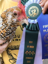 Picture of a rooster and a fair ribbon