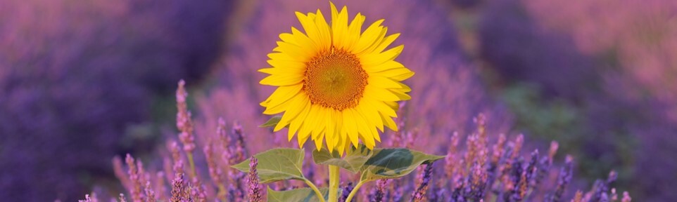 October 2024 Section Pic 4