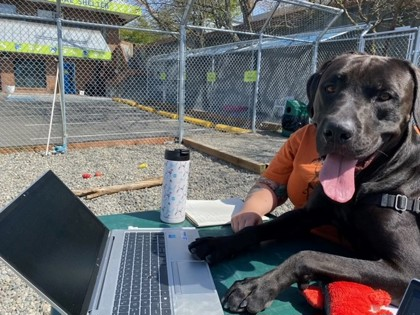 Dog at laptop computer