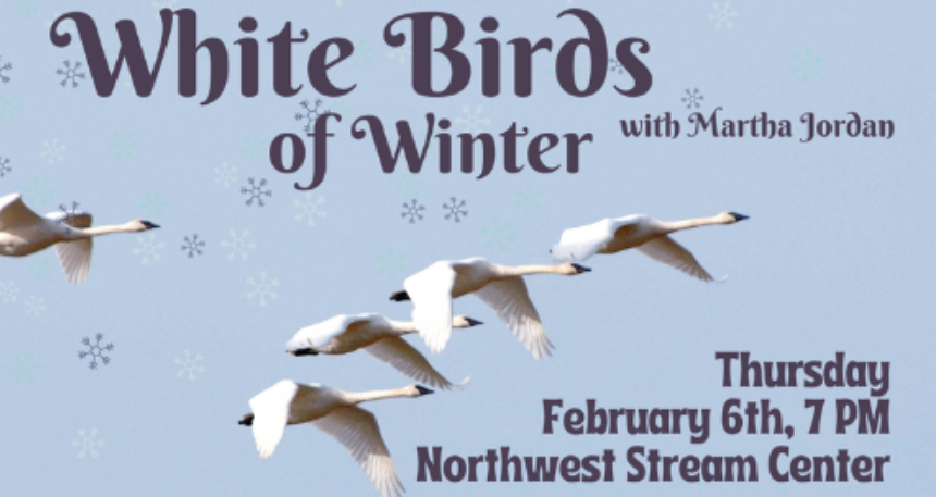 White Birds of Winter Lecture