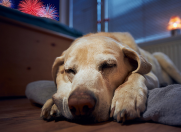 Fireworks_pet_safety