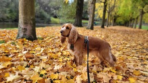 Cute dog on a leash with fall leaves all around