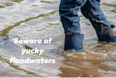 Beware of yucky floodwaters